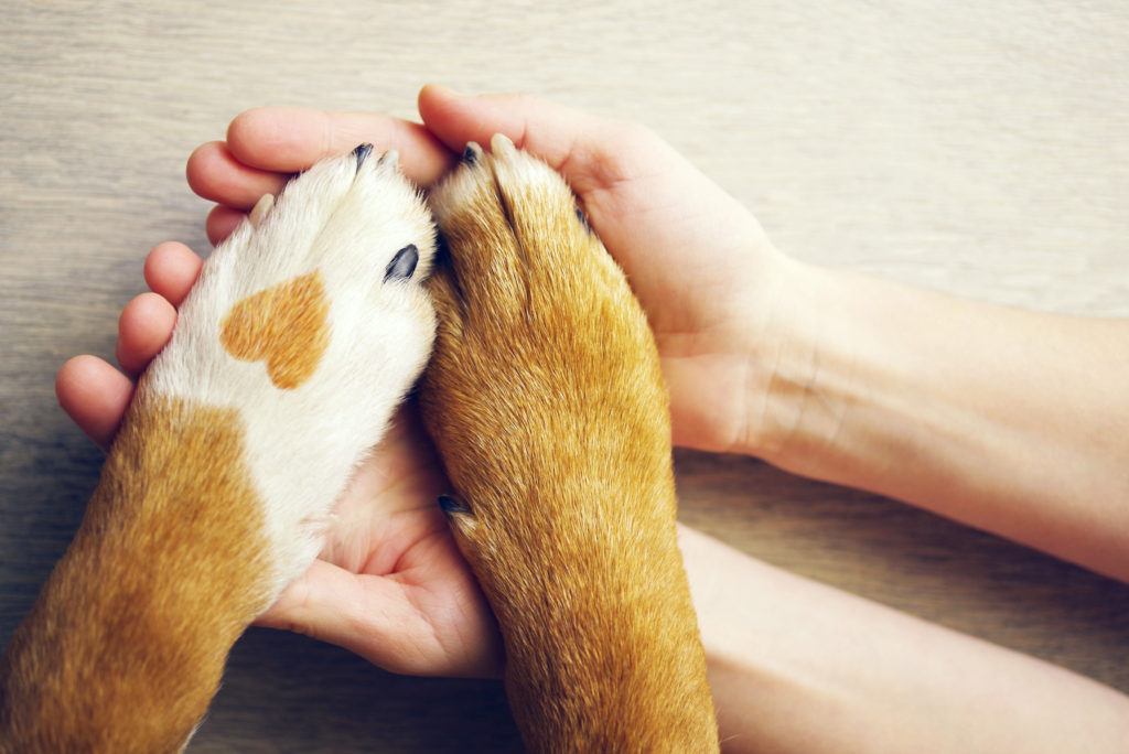 Two Dogs Paws laying on a human hand