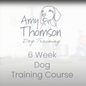 Dog Training 6 Weeks Online Course